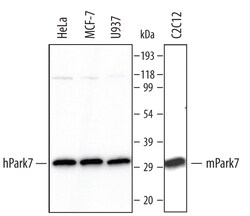 Human/Mouse Park7/DJ-1 Antibody, R D Systems 100&mu;g; Unlabeled:Antibodies,