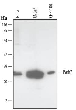 Human Park7/DJ-1 Antibody, R D Systems 100ug; Unlabeled:Antibodies, Monoclonal