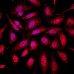 Park7/DJ-1 Mouse anti-Human, Mouse, Rat, Clone: 925805R, R D Systems 25&mu;g;