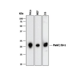 Park7/DJ-1 Mouse anti-Human, Mouse, Rat, Clone: 925805R, R D Systems 25&mu;g;