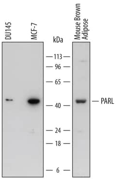 Human/Mouse/Rat PARL Antibody, R D Systems 25&mu;g; Unlabeled:Antibodies,