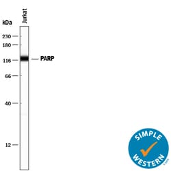 Human/Mouse PARP Antibody, R D Systems 25&mu;g; Unlabeled:Antibodies, Polyclonal