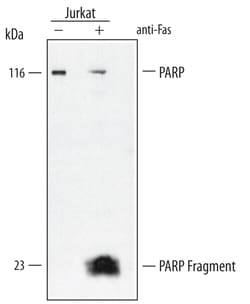 Human/Mouse PARP Antibody, R D Systems 25&mu;g; Unlabeled:Antibodies, Polyclonal