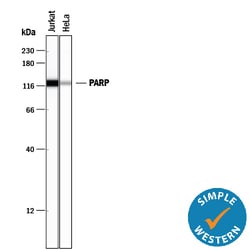 Human PARP Antibody, R D Systems 25&mu;g; Unlabeled:Antibodies, Monoclonal
