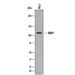 Human PARP Antibody, R D Systems 25&mu;g; Unlabeled:Antibodies, Monoclonal