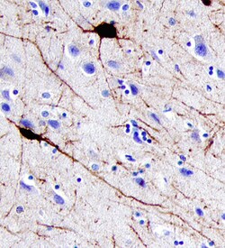 Human/Mouse/Rat Parvalbumin alpha Antibody, R D Systems 100&mu;g; Unlabeled:Antibodies,