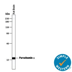 Human/Mouse/Rat Parvalbumin alpha Antibody, R D Systems 100&mu;g; Unlabeled:Antibodies,