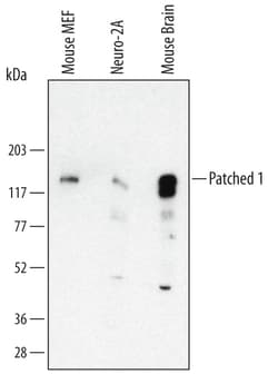 Human/Mouse Patched 1/PTCH (First Extracellular Loop) Antibody, R D Systems