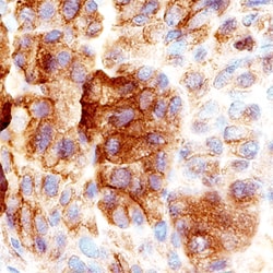 Human PAUF/ZG16B Antibody, R D Systems 25&mu;g; Unlabeled:Antibodies, Monoclonal