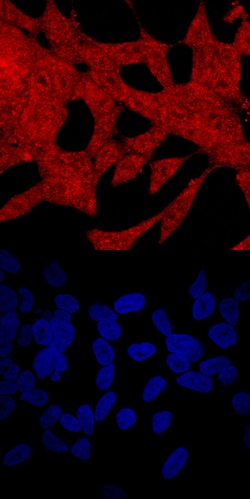 Human PAWR Antibody, R D Systems 100&mu;g; Unlabeled:Antibodies, Polyclonal