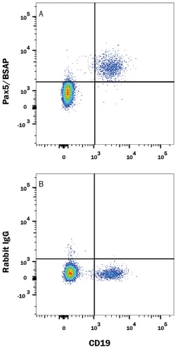 Human/Mouse Pax5/BSAP Antibody, R D Systems:Antibodies:Primary Antibodies