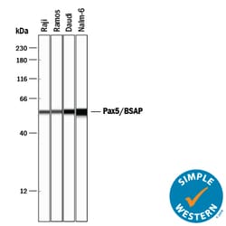 Human/Mouse Pax5/BSAP Antibody, R D Systems:Antibodies:Primary Antibodies
