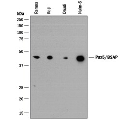 Human/Mouse Pax5/BSAP Antibody, R D Systems:Antibodies:Primary Antibodies