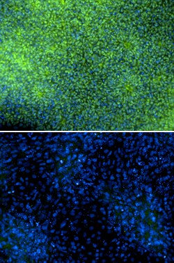 Human Pax6 Antibody, R D Systems 100&mu;g; Unlabeled:Antibodies, Polyclonal