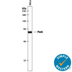 Human Pax6 Antibody, R D Systems 100&mu;g; Unlabeled:Antibodies, Polyclonal