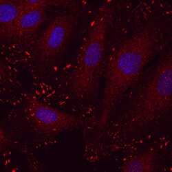 Human Paxillin Antibody, R D Systems 25&mu;g; Unlabeled:Antibodies, Monoclonal
