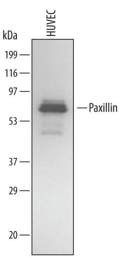 Human Paxillin Antibody, R D Systems 25&mu;g; Unlabeled:Antibodies, Monoclonal
