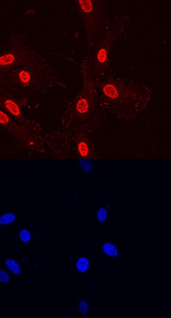 Human Phospho-Paxillin (Y31) Antibody, R D Systems 100ug; Unlabeled:Antibodies,