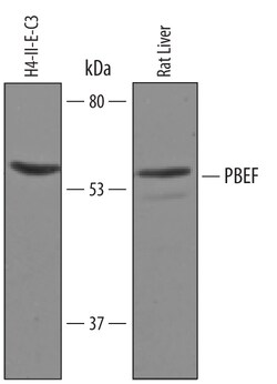 Rat PBEF/Visfatin Antibody, R D Systems 100&mu;g; Unlabeled:Antibodies,
