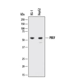 Human/Mouse/Rat PBEF/Visfatin Antibody, R D Systems 25&mu;g; Unlabeled:Antibodies,