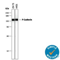 Human P-Cadherin Antibody, R D Systems 100&mu;g; Unlabeled:Antibodies,