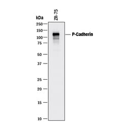 Human P-Cadherin Antibody, R D Systems 100&mu;g; Unlabeled:Antibodies,