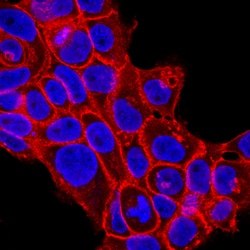 Human P-Cadherin Antibody, R D Systems:Antibodies:Primary Antibodies