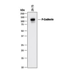 Human P-Cadherin Antibody, R D Systems:Antibodies:Primary Antibodies