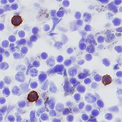 Mouse PD-1 Antibody, R D Systems 100&mu;g; Unlabeled:Antibodies, Polyclonal
