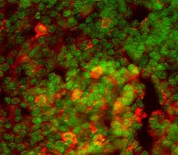 Mouse PD-1 Antibody, R D Systems 100&mu;g; Unlabeled:Antibodies, Polyclonal