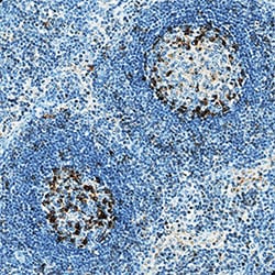 Human PD-1 Antibody, R D Systems 25 &mu;g | Buy Online | R&D Systems | Fisher Scientific