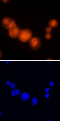 Human PDCD4 Antibody, R D Systems 25&mu;g; Unlabeled:Antibodies, Monoclonal