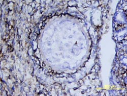 Mouse PDGF R alpha Antibody, R D Systems 100&mu;g; Unlabeled:Antibodies,