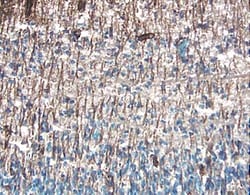Mouse PDGF R beta Antibody, R D Systems 100&mu;g; Unlabeled:Antibodies,