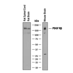 Mouse PDGF R beta Antibody, R D Systems 100&mu;g; Unlabeled:Antibodies,