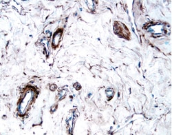 Human PDGF R beta Antibody, R D Systems 25&mu;g; Unlabeled:Antibodies,