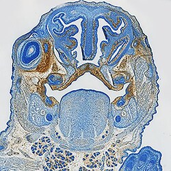 Mouse PDGF R beta Biotinylated Antibody, R D Systems 50&mu;g; Biotin:Antibodies,
