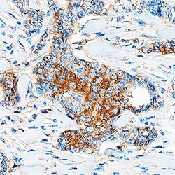 Human PDGF R beta Antibody, R D Systems 250ug; Unlabeled:Antibodies, Monoclonal