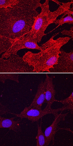 Human/Mouse Phospho-PDGF R beta (Y751) Antibody, R D Systems 25&mu;g; Unlabeled:Antibodies,
