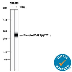 Human/Mouse Phospho-PDGF R beta (Y751) Antibody, R D Systems 25&mu;g; Unlabeled:Antibodies,