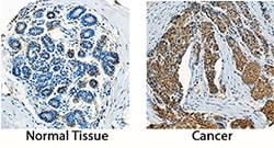 Human PDGF-AA Antibody, R D Systems 100&mu;g; Unlabeled:Antibodies, Polyclonal