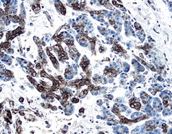 Human PDGF-C Antibody, R D Systems 25&mu;g; Unlabeled:Antibodies, Polyclonal