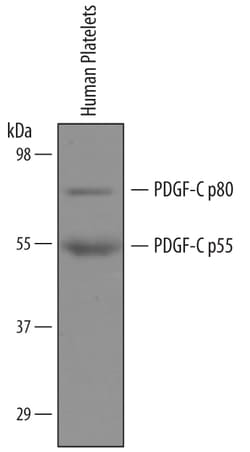 Human PDGF-C Antibody, R D Systems 25&mu;g; Unlabeled:Antibodies, Polyclonal