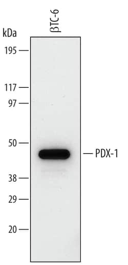 Human/Mouse PDX-1/IPF1 Antibody, R D Systems 100ug; Unlabeled:Antibodies,