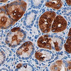 Human Pepsinogen A Antibody, R D Systems 25&mu;g; Unlabeled:Antibodies,