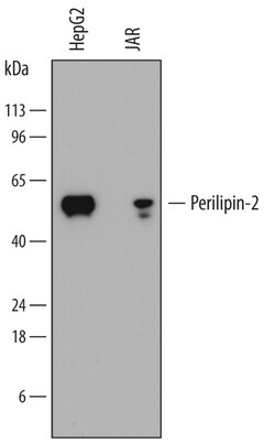 Perilipin-2 Mouse anti-Human, Clone: 788620, R D Systems 25&mu;g; Unlabeled,