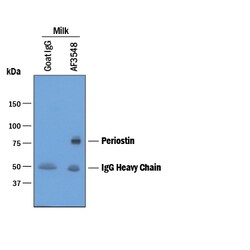 Human Periostin/OSF-2 Antibody, R D Systems 100&mu;g; Unlabeled:Antibodies,