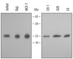 Human/Mouse/Rat Peroxiredoxin 1 Antibody, R D Systems 100&mu;g; Unlabeled:Antibodies,