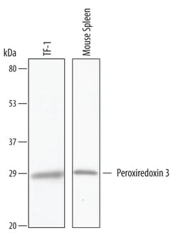 Human/Mouse Peroxiredoxin 3 Antibody, R D Systems 25&mu;g; Unlabeled:Antibodies,