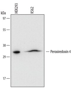 Human Peroxiredoxin 4 Antibody, R D Systems 100ug; Unlabeled:Antibodies,